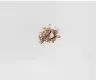 Nutridome Glossy Champagne pearl shimmer eyeshadow with natural mineral